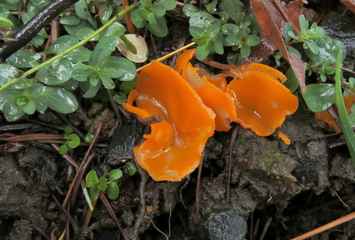 Fungi nonlichenized - Habit