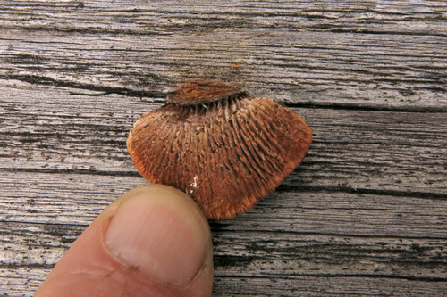 Fungi nonlichenized - Habit