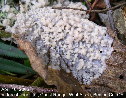 Fungi nonlichenized - Habit