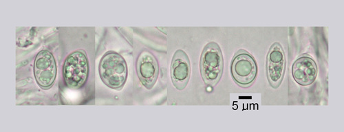 Fuscopannaria leucostictoides - Spores