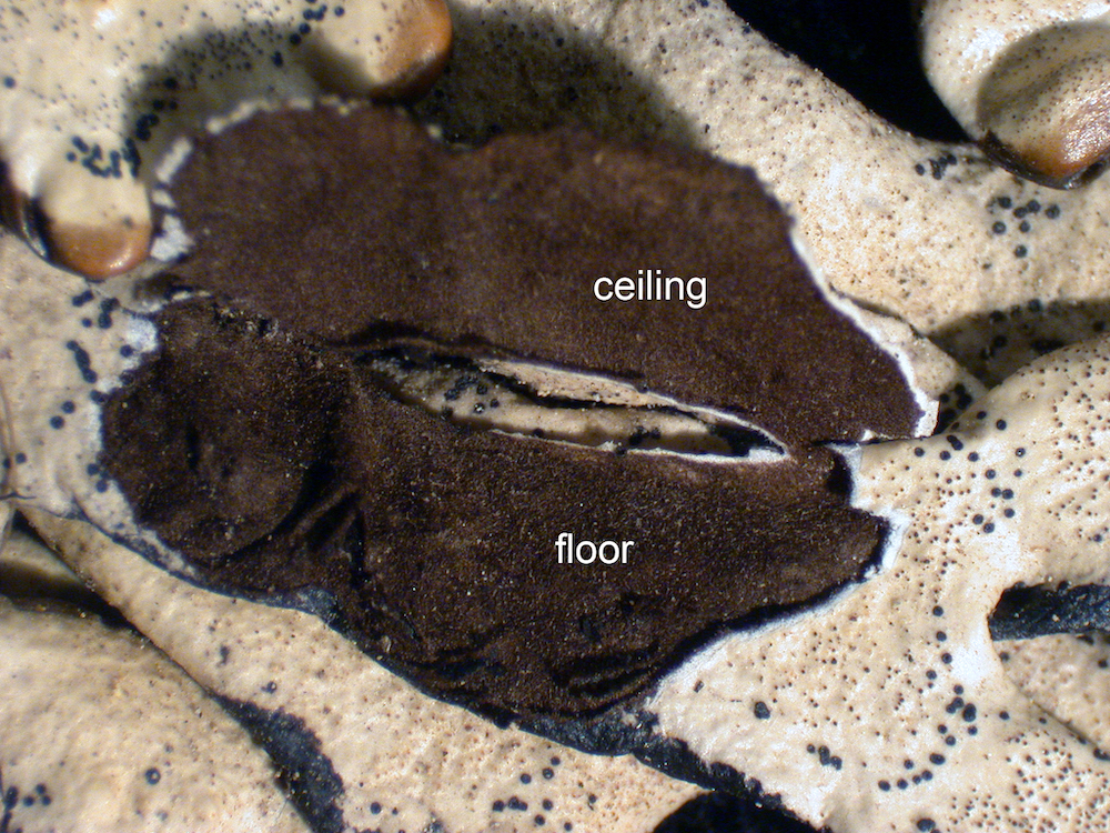 Hypogymnia apinnata - Lobe cavity