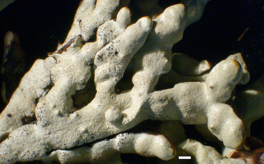Hypogymnia apinnata - Lobes