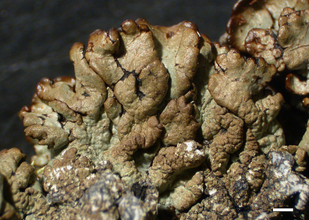 Hypogymnia austerodes - Lobes