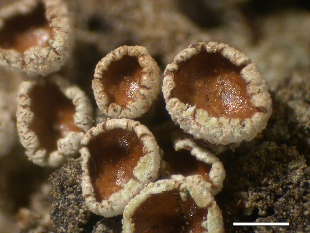 Hypogymnia austerodes - Apothecia