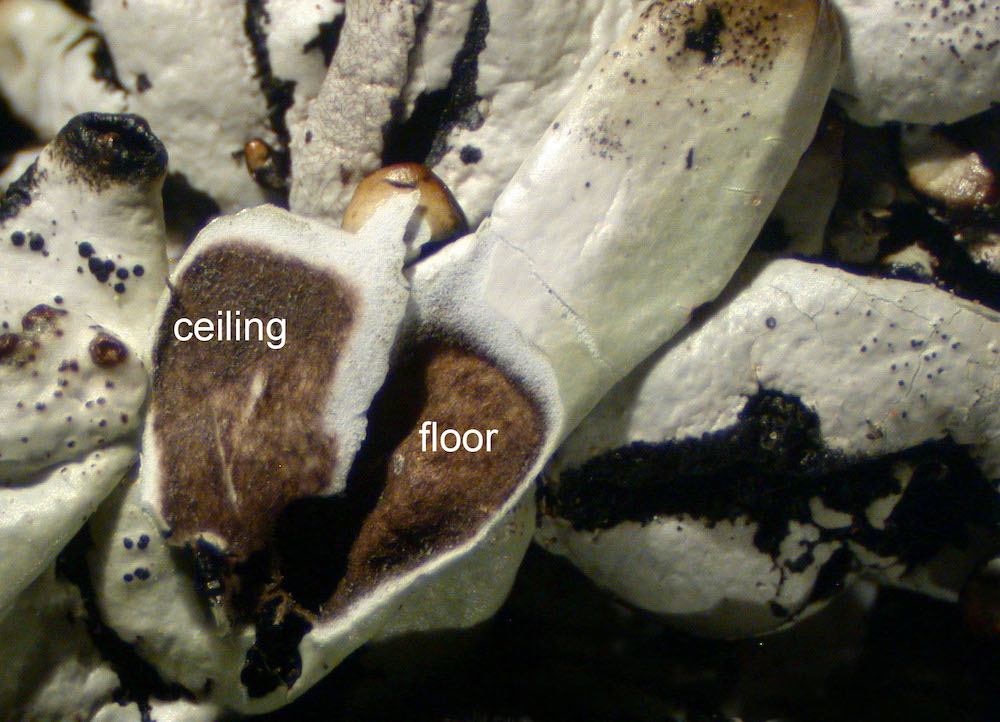 Hypogymnia enteromorpha - Lobe cavity