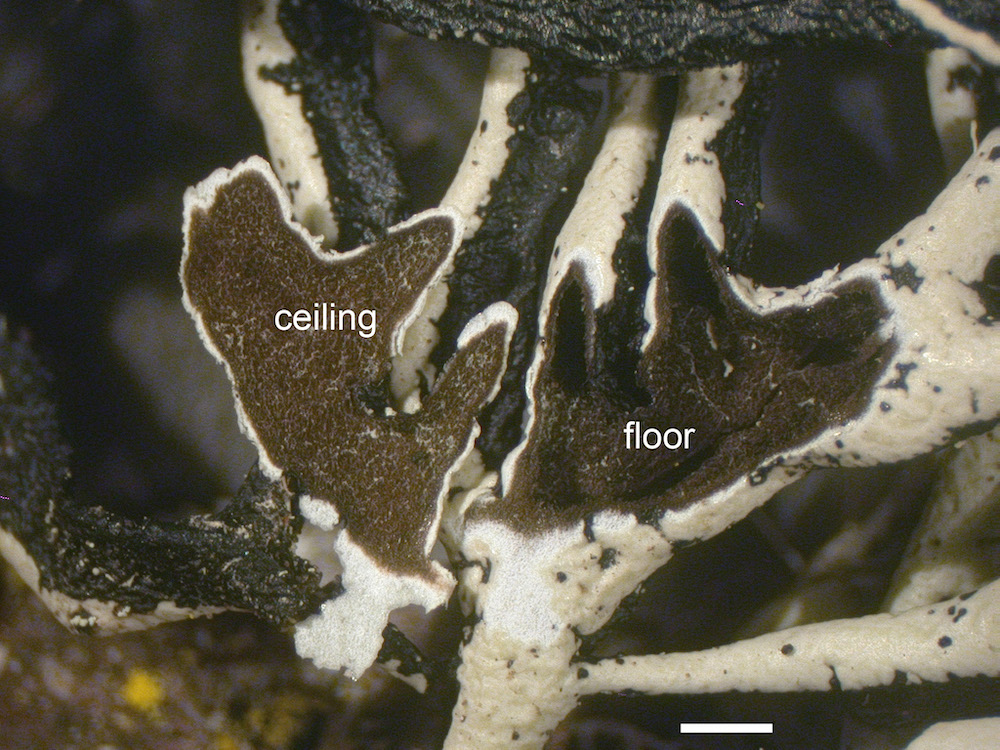 Hypogymnia heterophylla - Lobe cavity