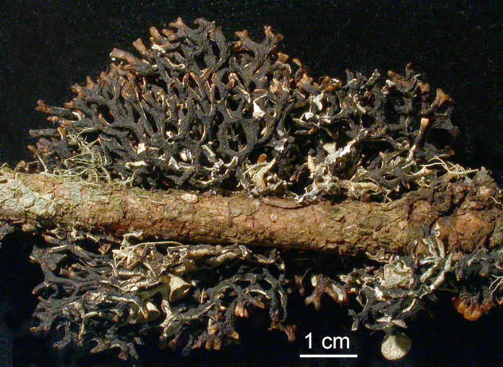 Hypogymnia imshaugii - Lower surface