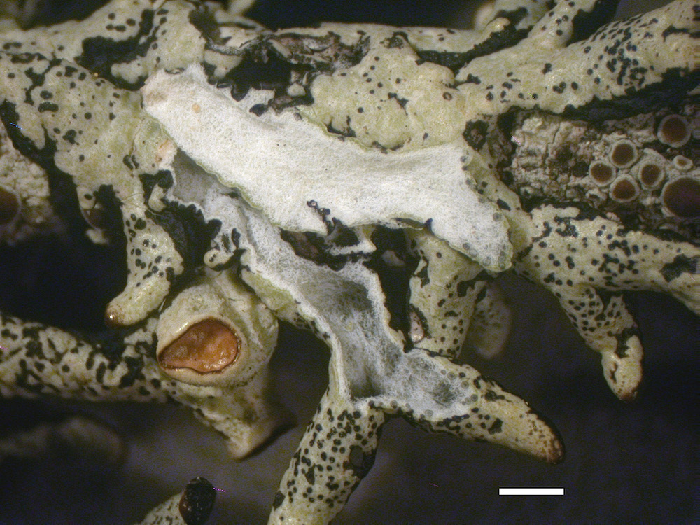 Hypogymnia imshaugii - Lobe cavity