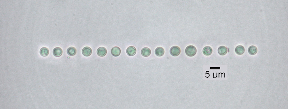 Hypogymnia lophyrea - Ascospores