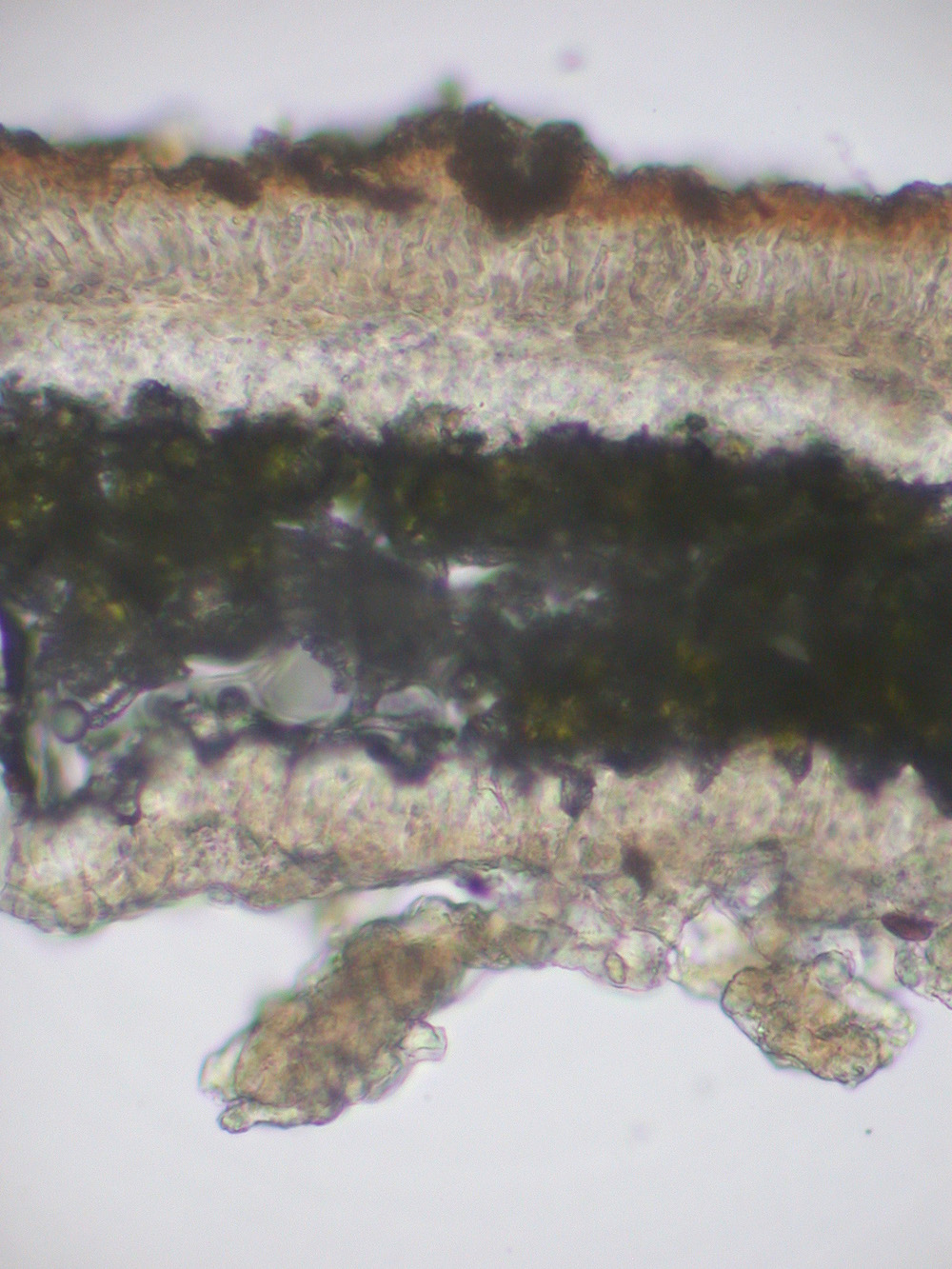 Hypogymnia lophyrea - Hymenium