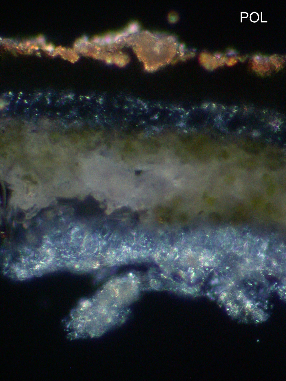 Hypogymnia lophyrea - Hymenium, polarized light