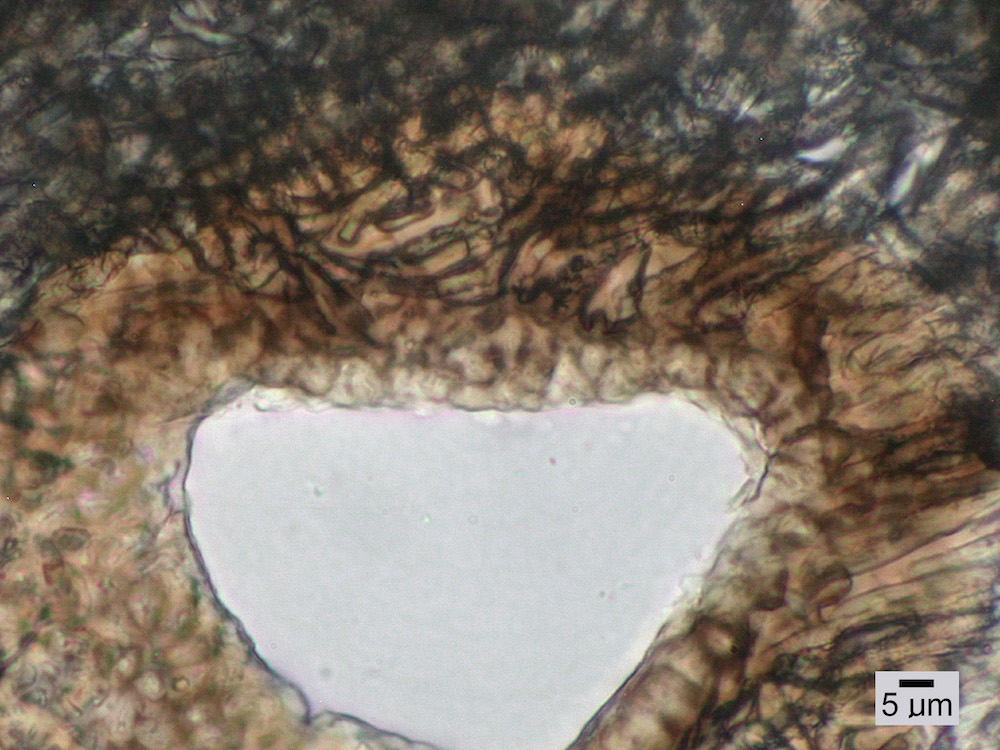 Hypogymnia lophyrea - Lower cortex