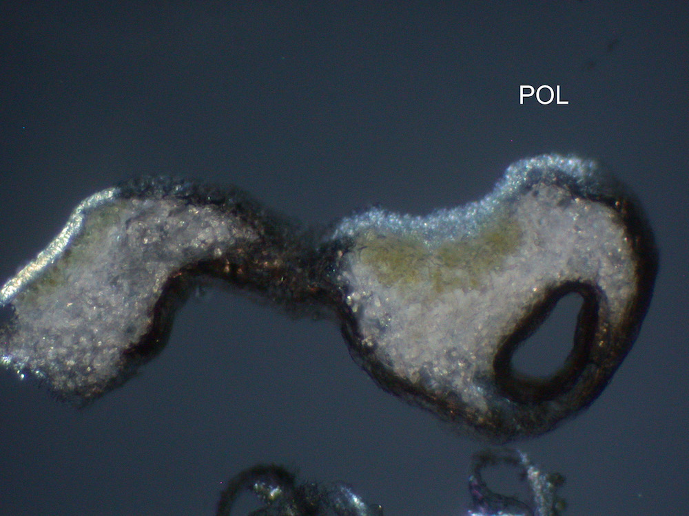 Hypogymnia lophyrea - Thallus section with cavernulae, polarized light (POL)