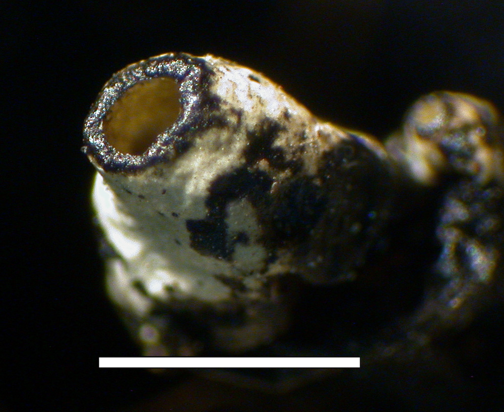 Hypogymnia occidentalis - Perforate lobe tips