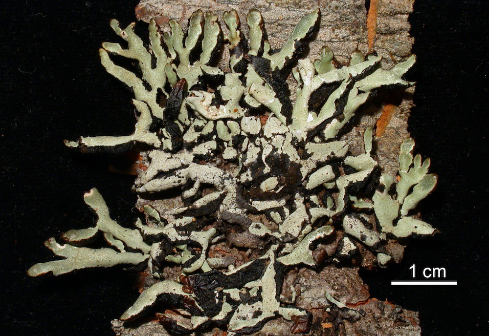 Hypogymnia occidentalis - Habit