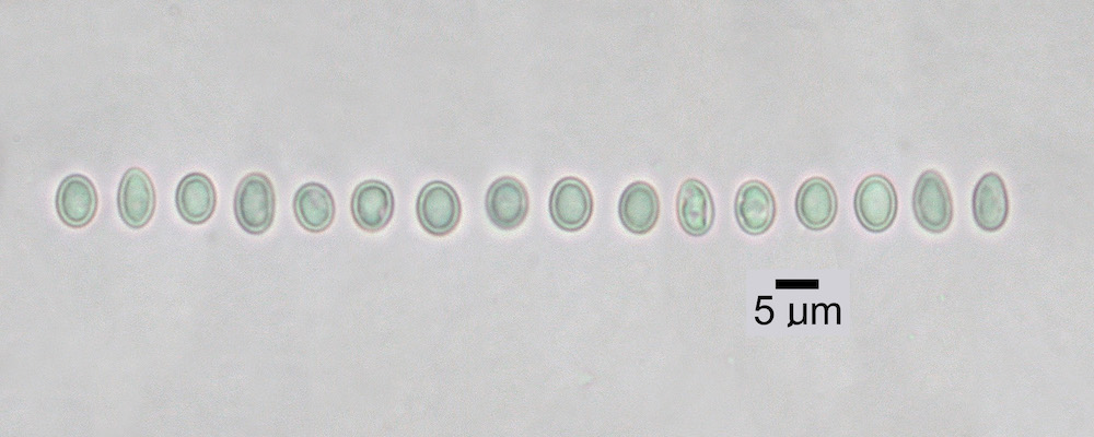 Hypogymnia occidentalis - Ascospores