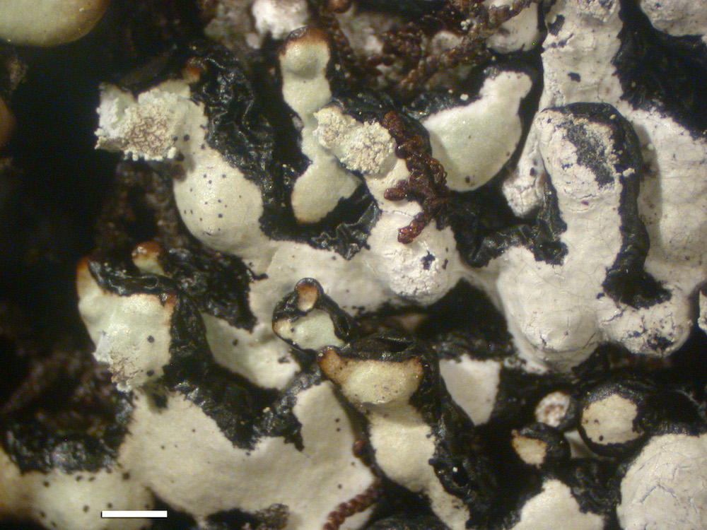 Hypogymnia oceanica - Lobes