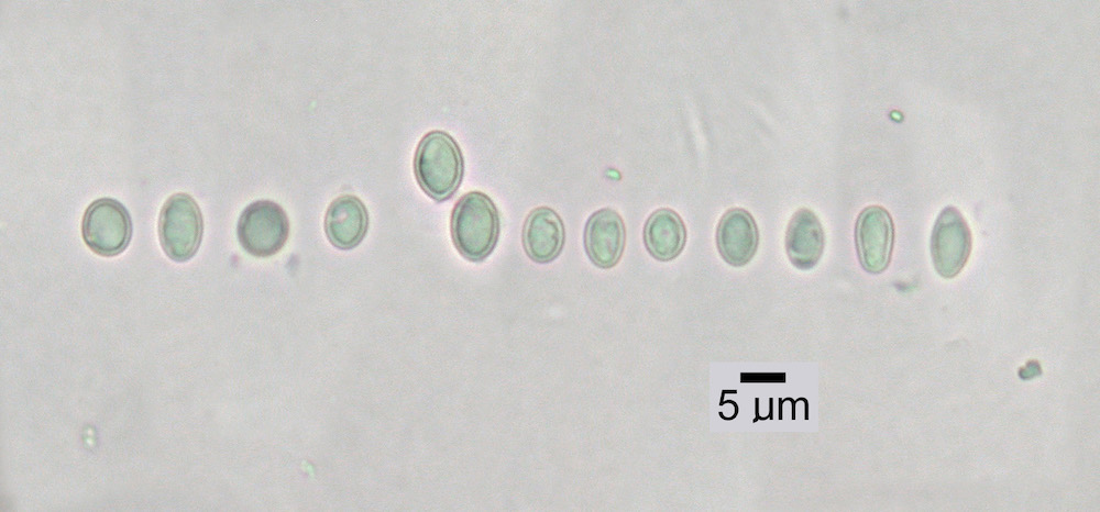 Hypogymnia physodes - Ascospores