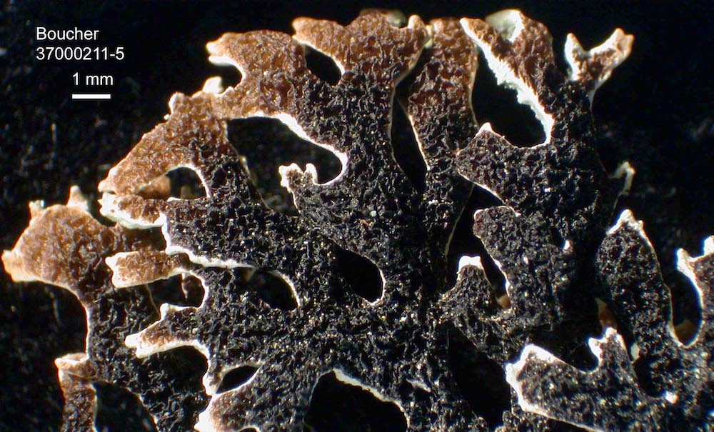 Hypogymnia pulverata - Lower surface