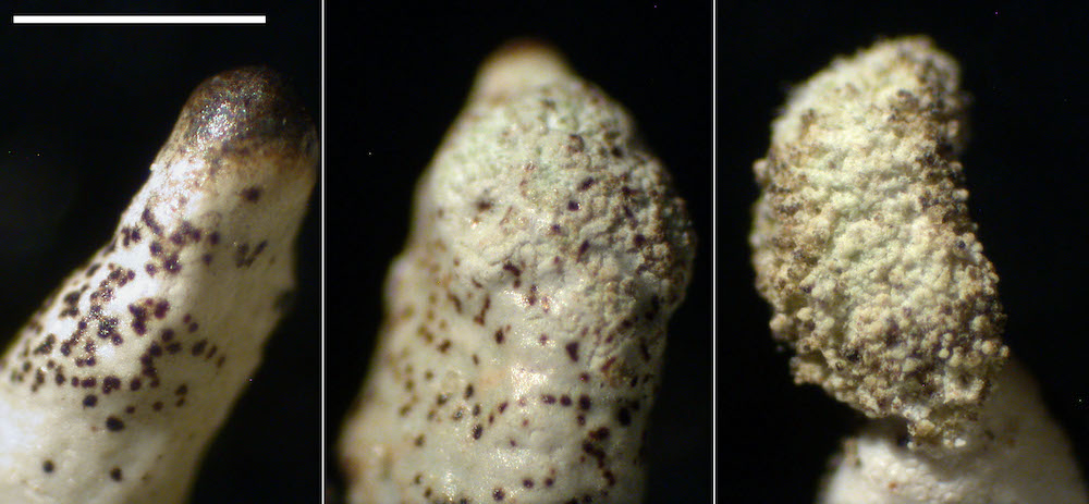 Hypogymnia tubulosa - Soredia developmental sequence
