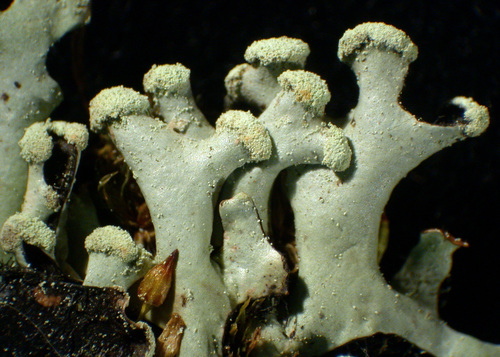 Hypotrachyna sinuosa - Lobes