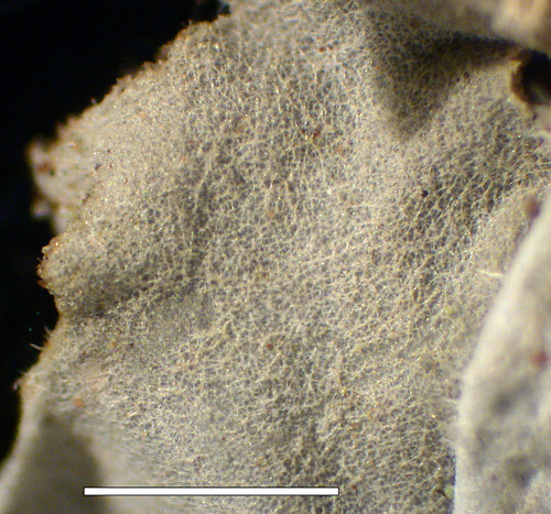 Leioderma sorediatum - Tomentum, upper surface
