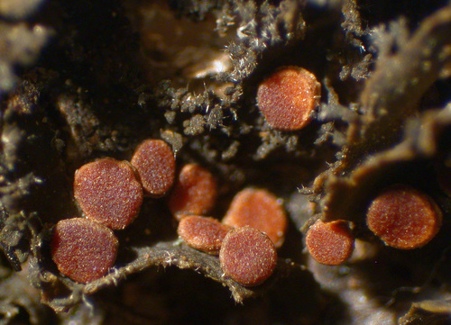 Leptochidium albociliatum - Apothecia