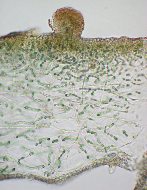 Leptogium pseudofurfuraceum - Thallus section