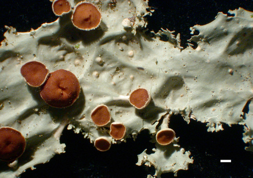 Lobaria oregana - Apothecia