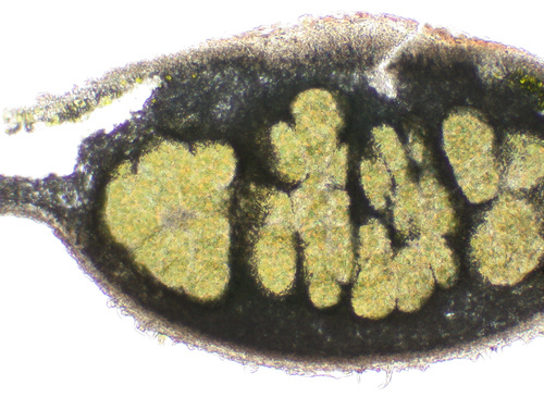 Lobaria oregana - Cephalodium section