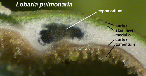 Lobaria pulmonaria - Thallus section
