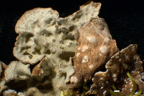 Lobaria scrobiculata - Upper surface