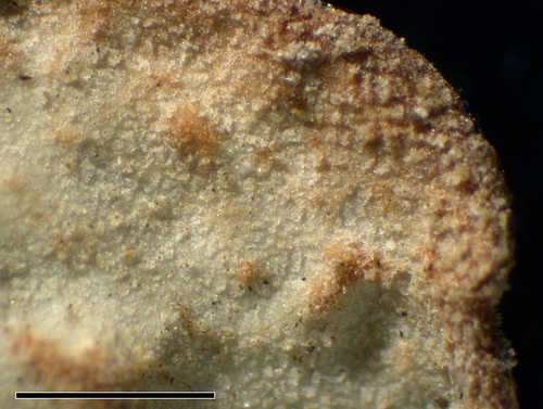 Lobaria scrobiculata - Upper surface