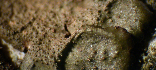 Melanohalea elegantula - Isidia, juvenile