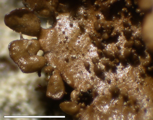 Melanohalea exasperatula - Isidia and lobules