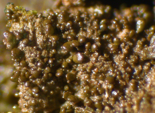 Melanohalea exasperatula - isidia