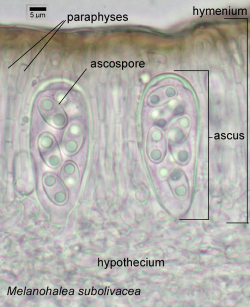 Melanohalea subolivacea - Asci