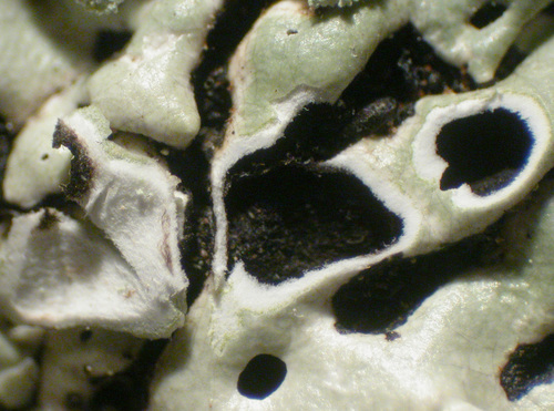 Menegazzia terebrata - Lobe section