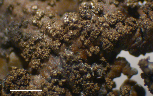 Neofuscelia verruculifera - Lobes, old