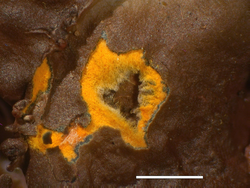Nephroma laevigatum - Medulla