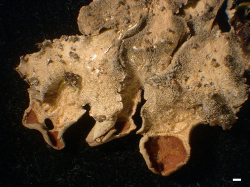 Nephroma resupinatum - Lower