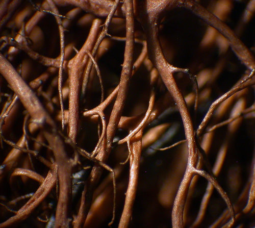 Nodobryoria oregana - Branches