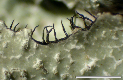 Parmelia hygrophila - Rhizines
