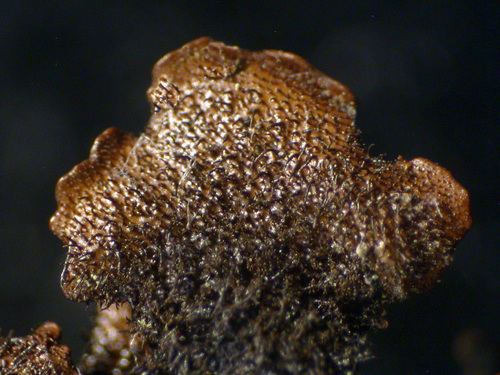 Parmelia sulcata - Lower