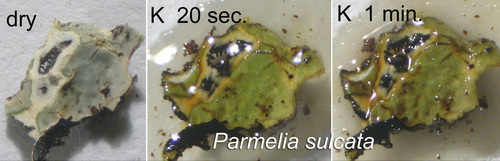 Parmelia sulcata - K test