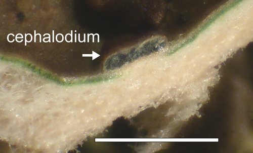 Peltigera leucophlebia - Cephalodium section