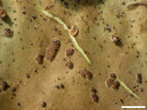 Peltigera leucophlebia - Cephalodia