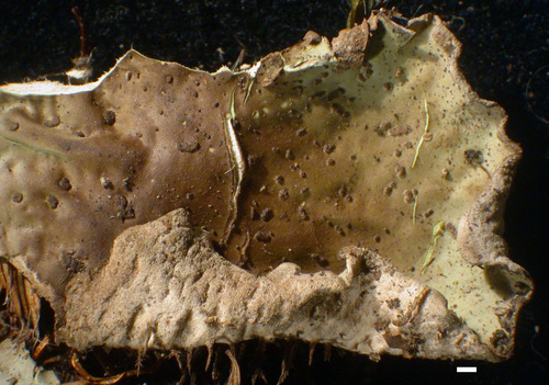Peltigera leucophlebia - Lobe upper