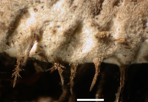 Peltigera leucophlebia - Rhizines