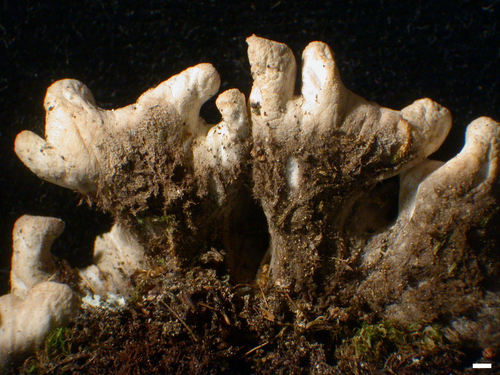 Peltigera malacea - Lower
